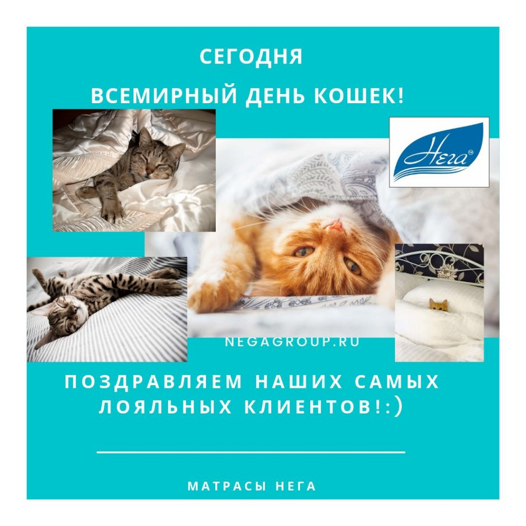 ПОЗДРАВЛЯЕМ СО ВСЕМИРНЫМ ДНЕМ КОШЕК!